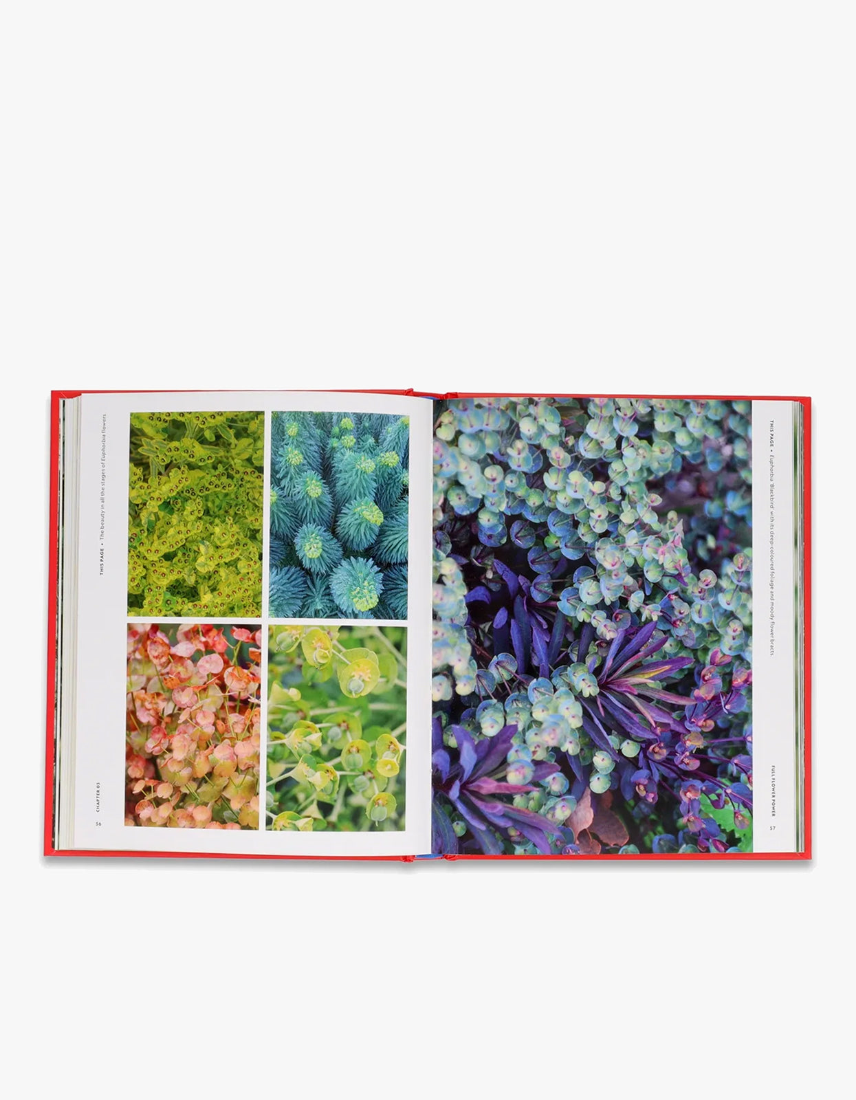 Super Bloom Handbook - Book