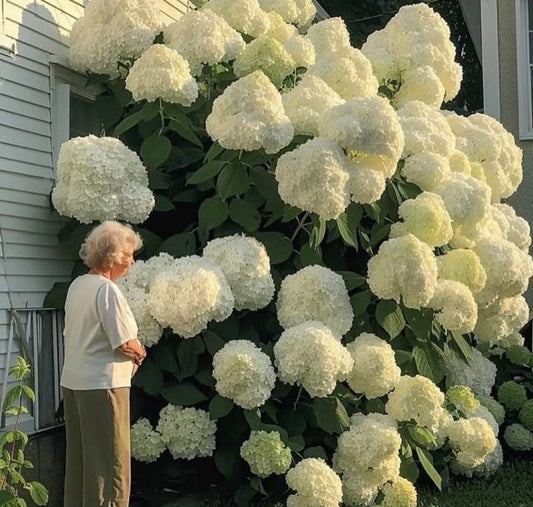 Introducing: Commonplace Essentials