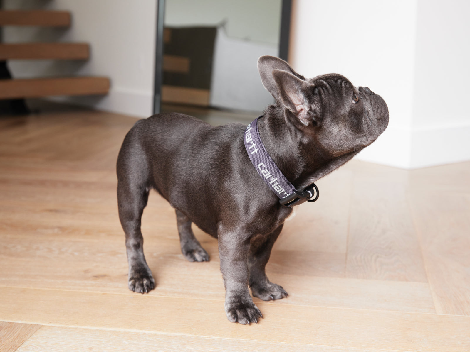 French bulldog hotsell puppy accessories