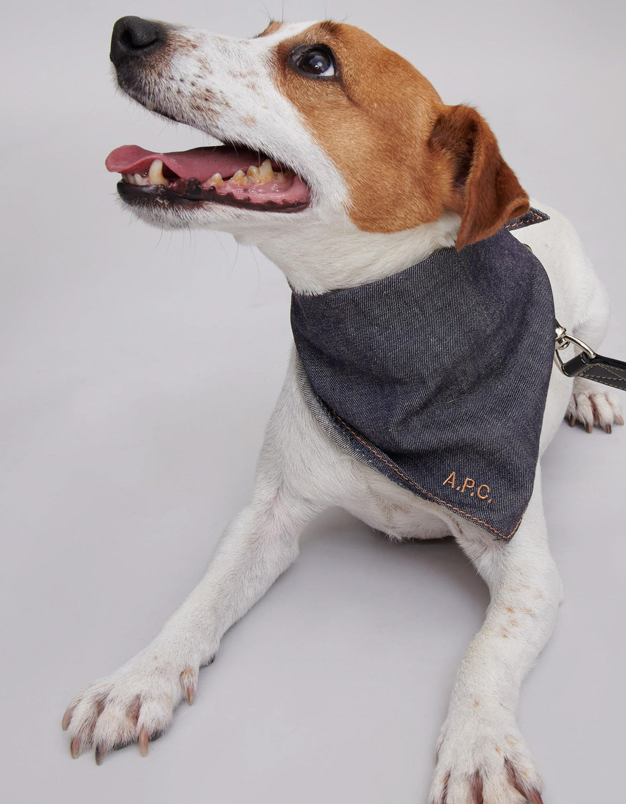 Toutou Dog Bandana - Indigo