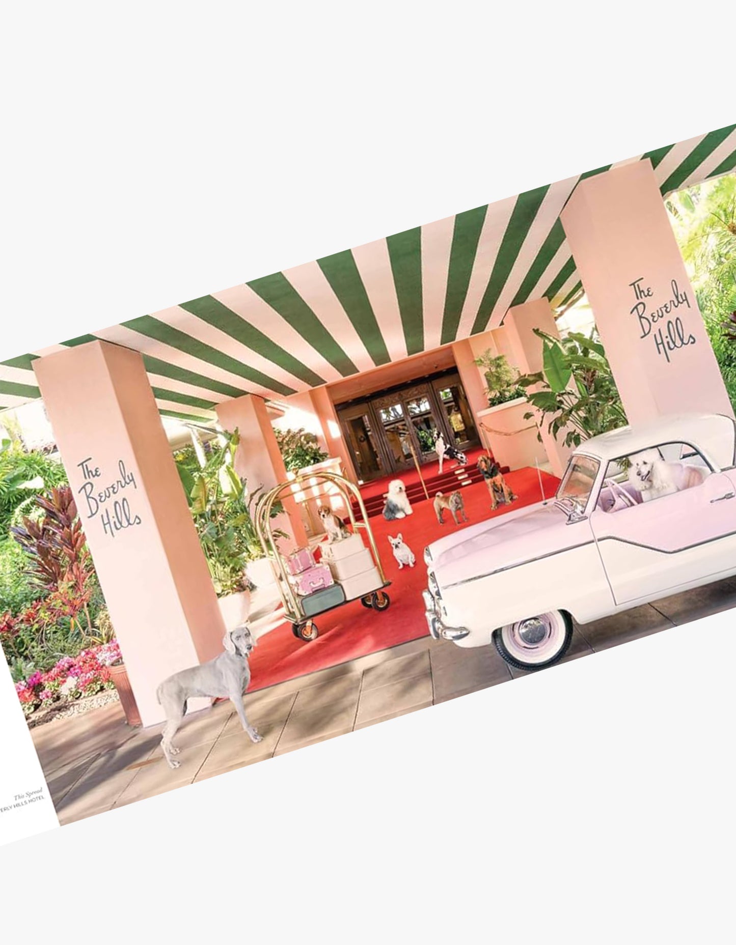 Gray Malin Dogs Book