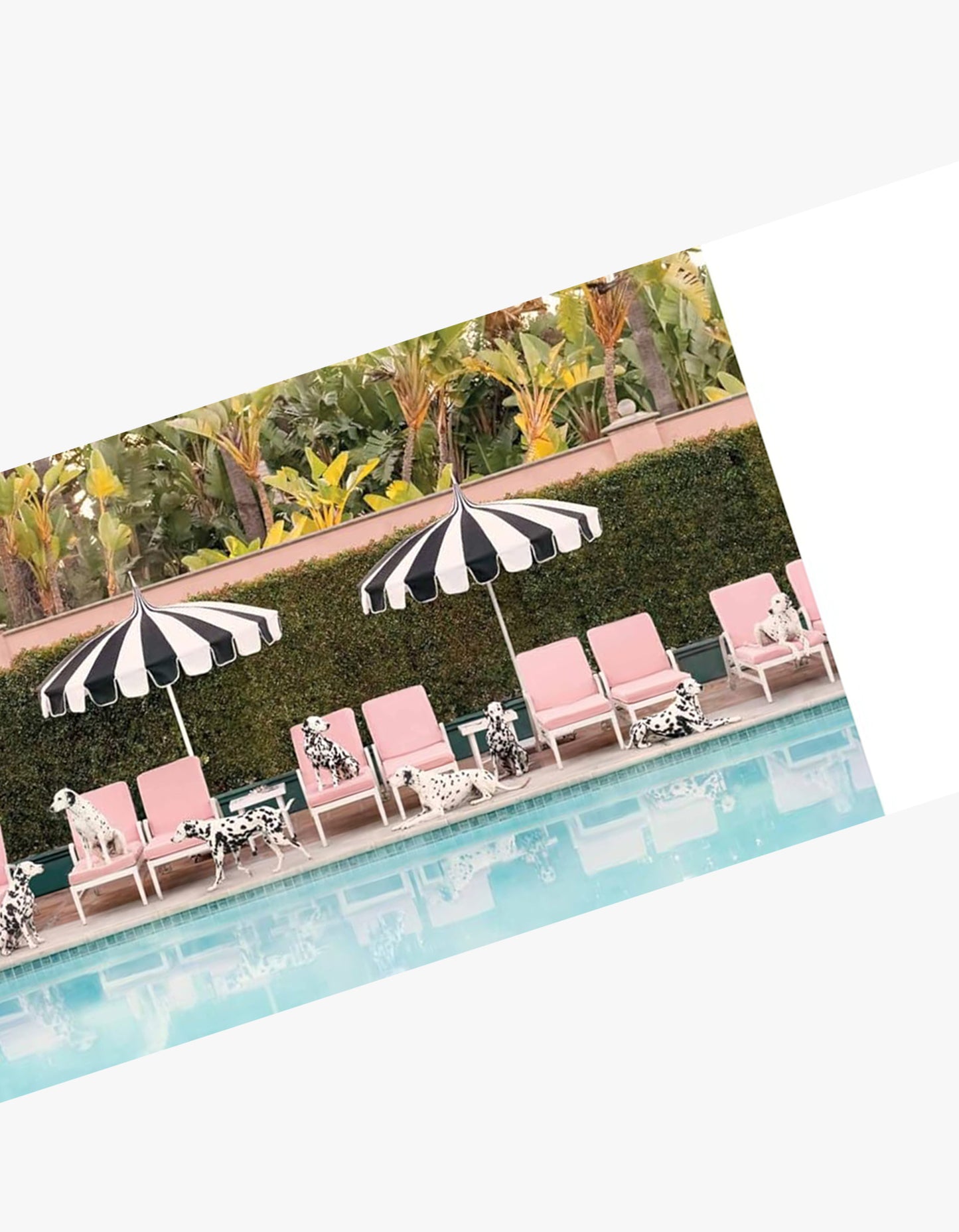 Gray Malin Dogs Book