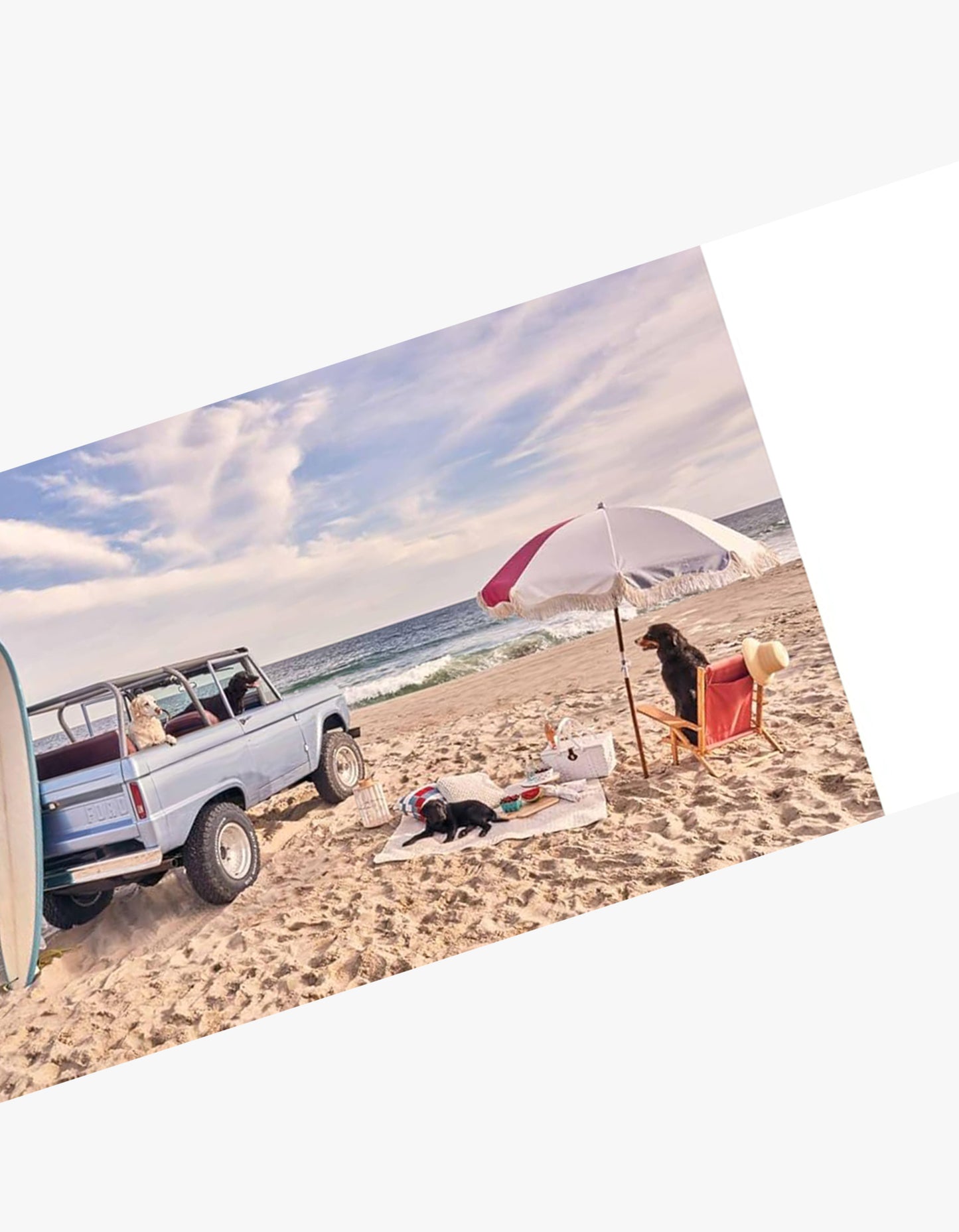 Gray Malin Dogs Book