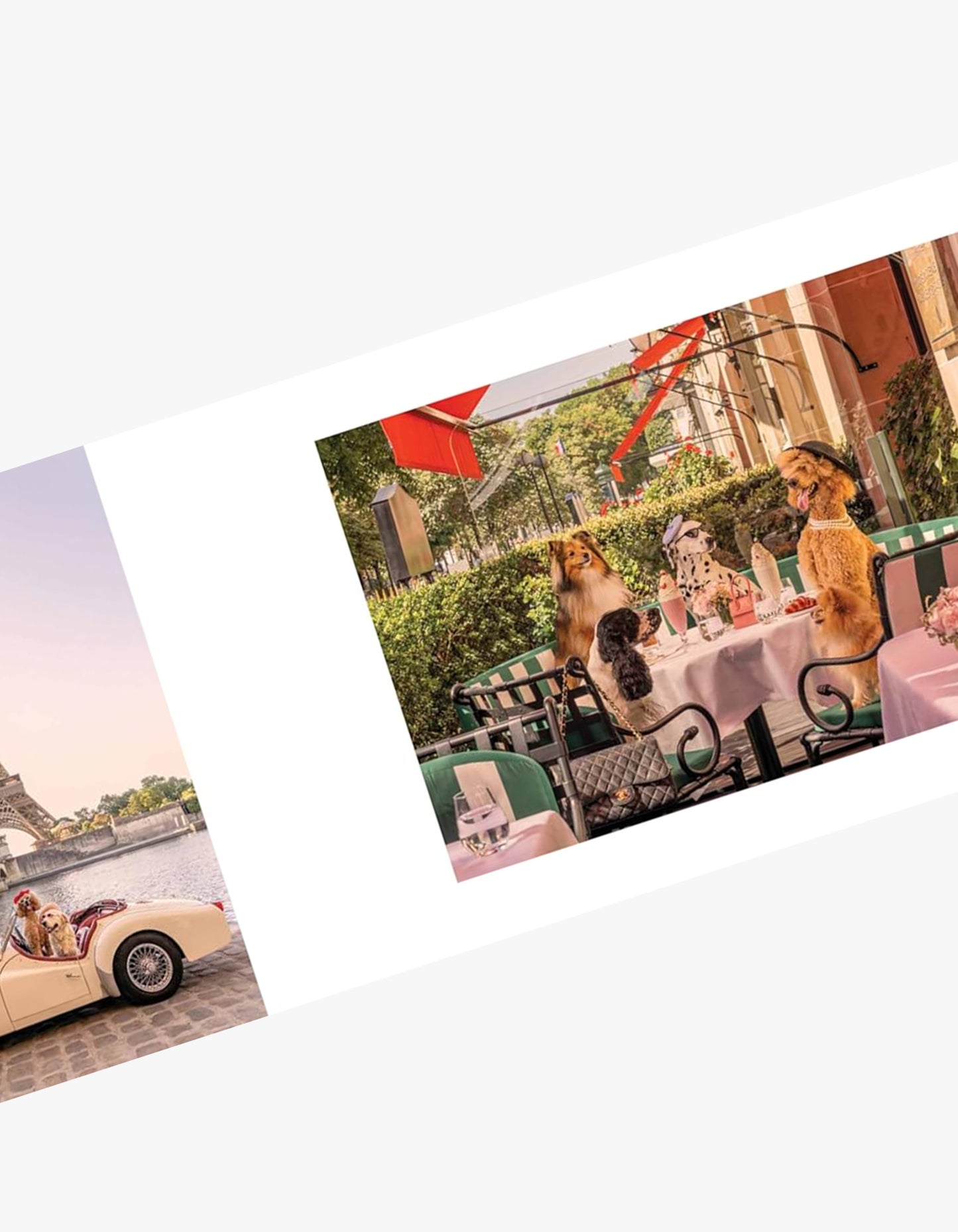 Gray Malin Dogs Book