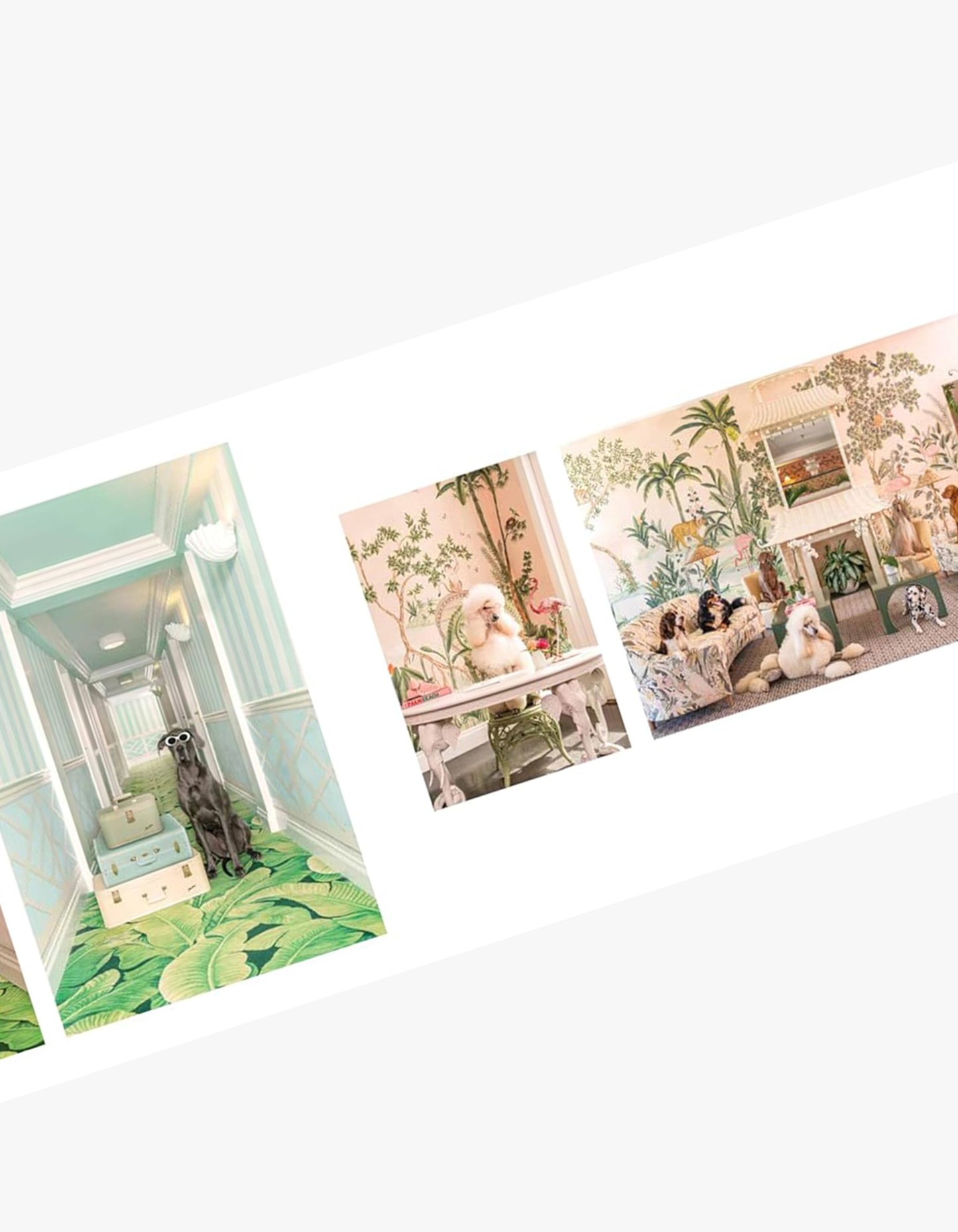 Gray Malin Dogs Book