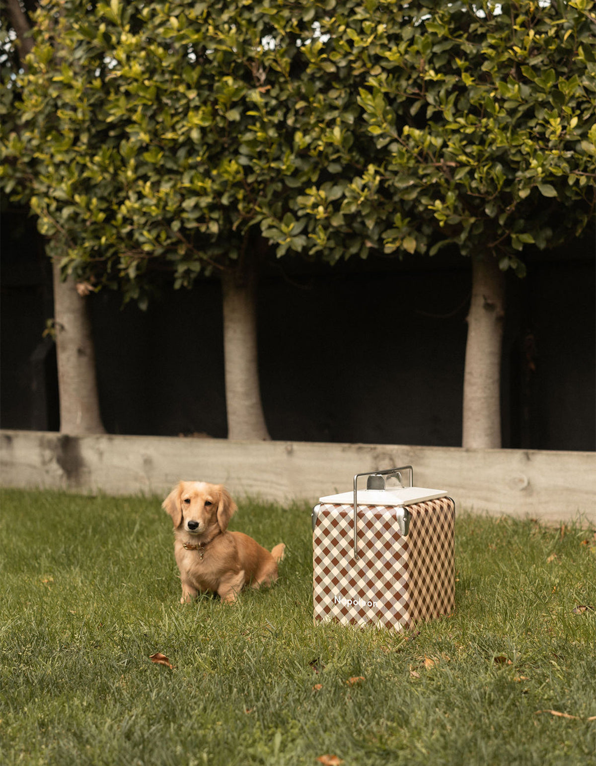 Napoleon Mini Chilly - Caramel Gingham